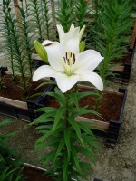 [1706 Merente VH No02.JPG]